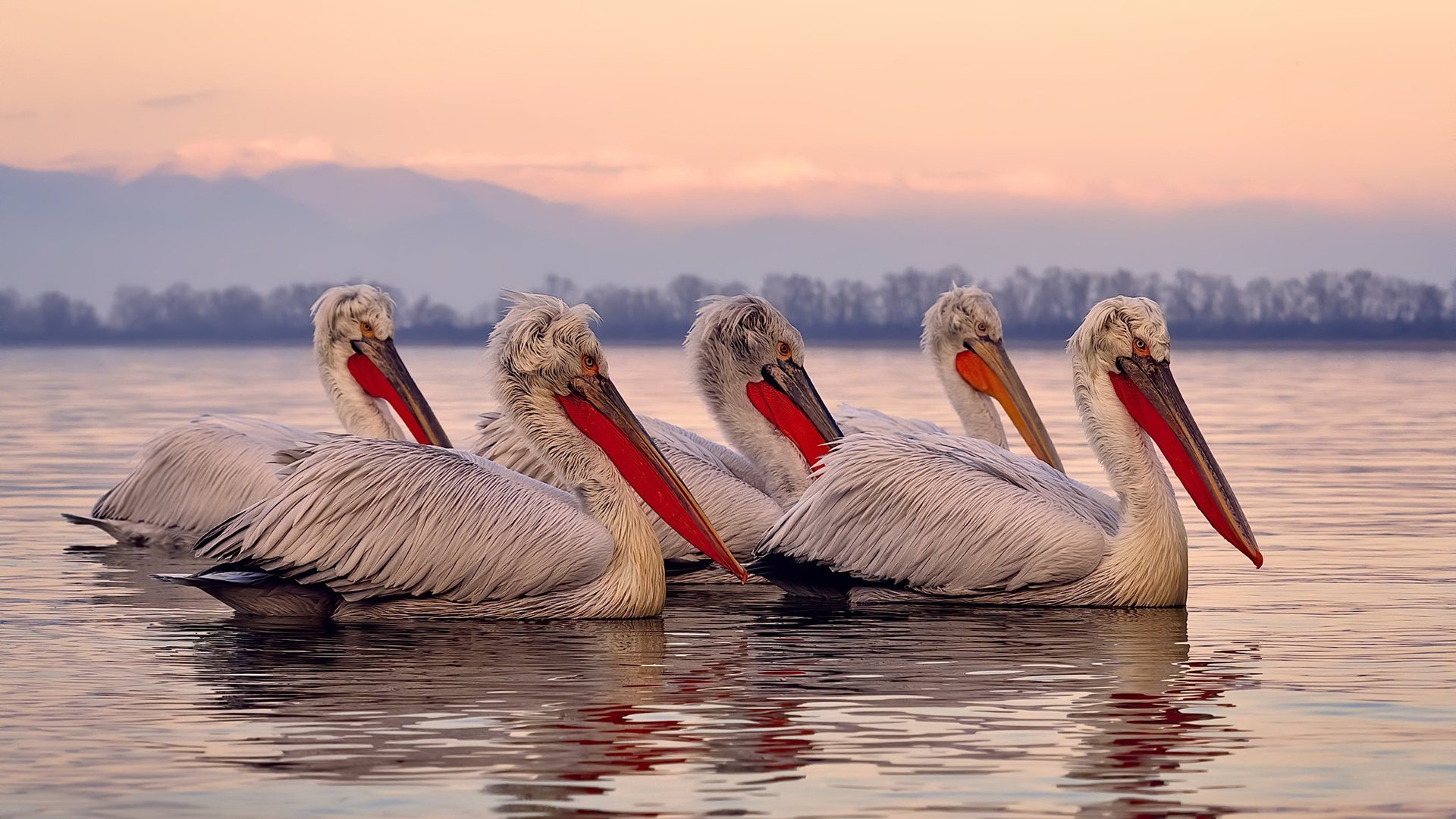 日本NHK:瑞士队的冷静与技术令人敬佩,瑞士队虽败犹荣